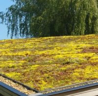 Dachbegrünung Gründach Sedummatten Gröpelingen - Oslebshausen Vorschau