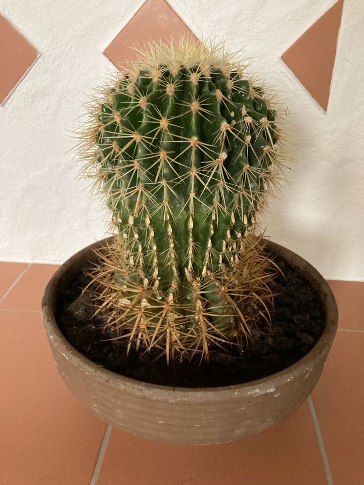 Schwiegermutterstuhl Kaktus in Marktl