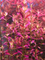 Rotala Ramosior Florida Aquariumpflanzen Rarität ⭐️⭐️⭐️ Nordrhein-Westfalen - Radevormwald Vorschau