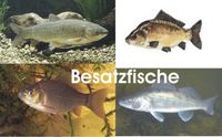 Goldschleie 7 - 20cm zu verkaufen // Fischfarm Eske Schleswig-Holstein - Flensburg Vorschau
