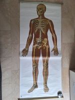 2x Schulwandkarte Rollkarte Skelett des Menschen Biologie Medizin Hessen - Taunusstein Vorschau