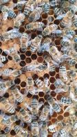 Jungvolk Bienenvolk Ableger Düsseldorf - Gerresheim Vorschau