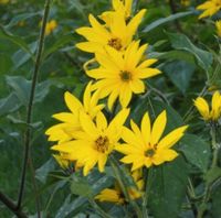 Topinambur Sichtschutz, blüht wie Sonnenblumen, Knolle essbar Leipzig - Engelsdorf Vorschau