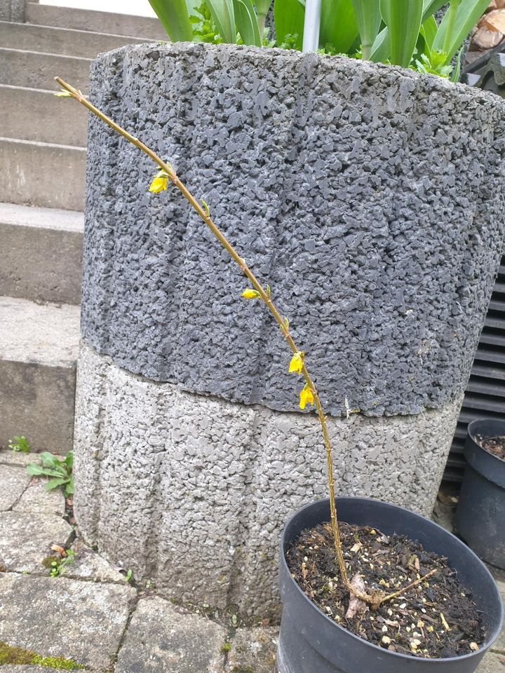 Forsythia variegata ☆ Goldglöckchen in Hauptstuhl