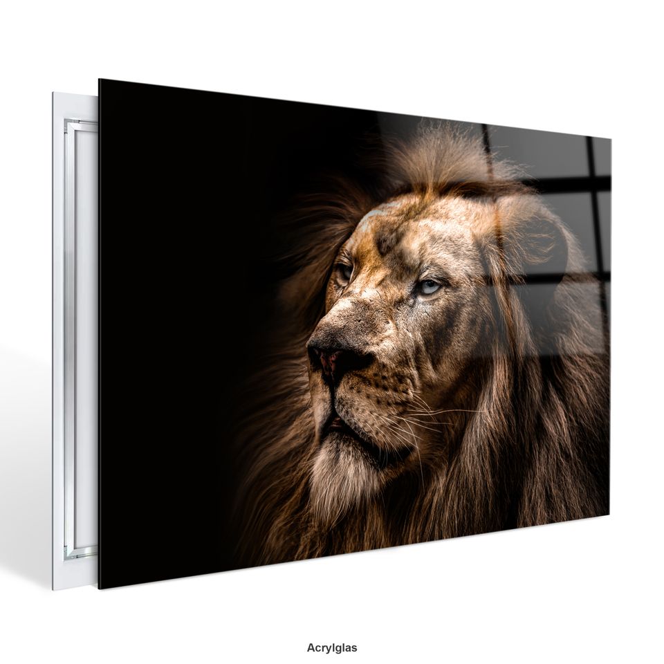 Boss Löwe - Lion Premium Wandbild, Acrylglas Poster Leinwand Deko in Stuttgart