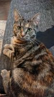 Katze Pepsi vermisst Brandenburg - Brieselang Vorschau