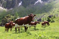 Grünland/Wiesen kaufen Bayern - Tettau Vorschau