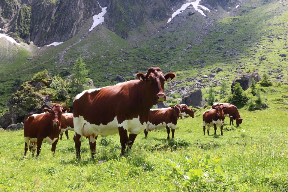 Grünland/Wiesen kaufen in Tettau