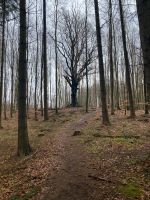 Suche Wald Waldgrundstück zur Pacht - Feuerholz selber machen Thüringen - Kraftsdorf Vorschau