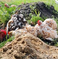 Zwerg Cochin Hennen / Hühner Niedersachsen - Rhade Vorschau