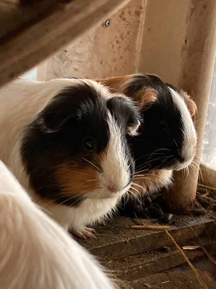 Notfellnasen, Meerschweinchen in Frankfurt am Main