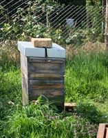 Bienenvolk Ableger auf Miniplus Brandenburg - Dahme/Mark Vorschau