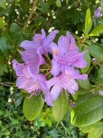 Rhododrendon (Blüte helles lila), ca. 100 cm hoch Niedersachsen - Weyhe Vorschau