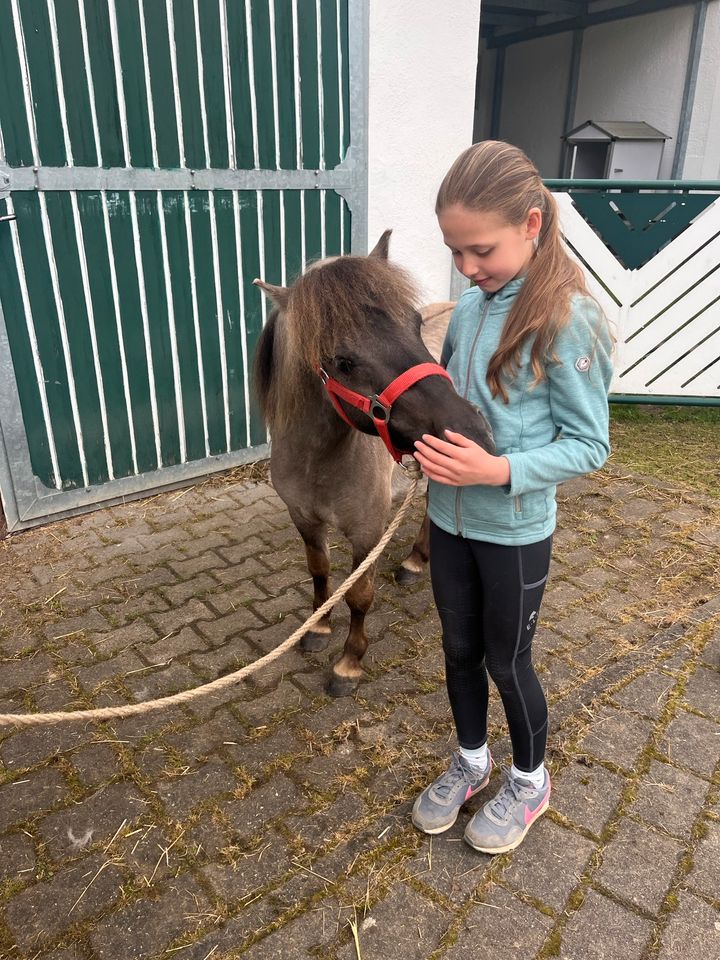 Shetty, Stute, ca. 100 cm, Sonderfarbe, 3 Jahre in Wächtersbach