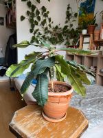 Zimmerpflanze Spuckpalme Madagaskar Juwel Baden-Württemberg - Heidelberg Vorschau