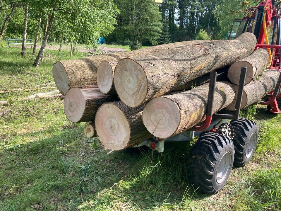 Kaminholz, Brennholz , ESCHE !!!!  Buche in Bad Belzig