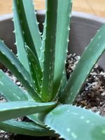 Aloe Vera in verschiedenen Größen ab 5 € Bayern - Wolfratshausen Vorschau