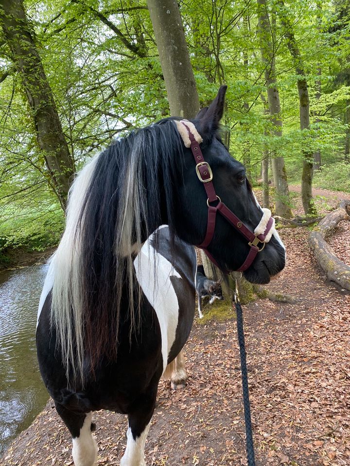 Biete Reitbeteiligung an Barockpinto Stute (Pferd sucht Mensch) in Fischbachtal