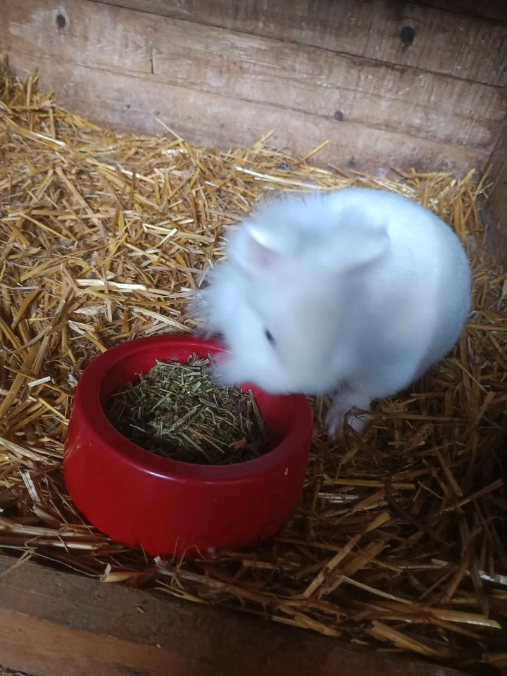 Luzerne Mix  Futter  für Pferde Kaninchen Meerschweinchen Hühner in Ellingen