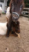 Minishetty Pony (Hengst) Kinderlieb 2 jährig total süß Niedersachsen - Nordhorn Vorschau