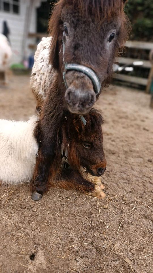 Minishetty Pony (Hengst) Kinderlieb 2 jährig total süß in Nordhorn