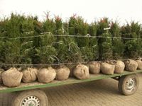 Hecken-Eibe Taxus Baccata, 125-150 cm groß mit Ballen Kreis Pinneberg - Ellerhoop Vorschau