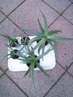 Aloe Vera(verschiedene Große) Nordrhein-Westfalen - Neukirchen-Vluyn Vorschau