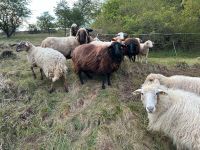 Schafe, weiblich, einzeln oder als Gruppe, 10 Stück Hessen - Meißner Vorschau
