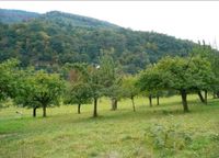 SUCHEN Rebfläche, Grünfläche, Obstwiese in Riegel Baden-Württemberg - Riegel Vorschau