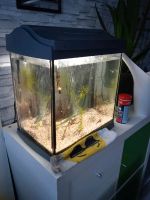 Aquarium Set 30l Sachsen - Neukieritzsch Vorschau