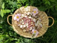 Bio frisc Knoblauch Samen Erdbeerpflanzen Stauden Kletterpflanzen Bayern - Gottfrieding Vorschau