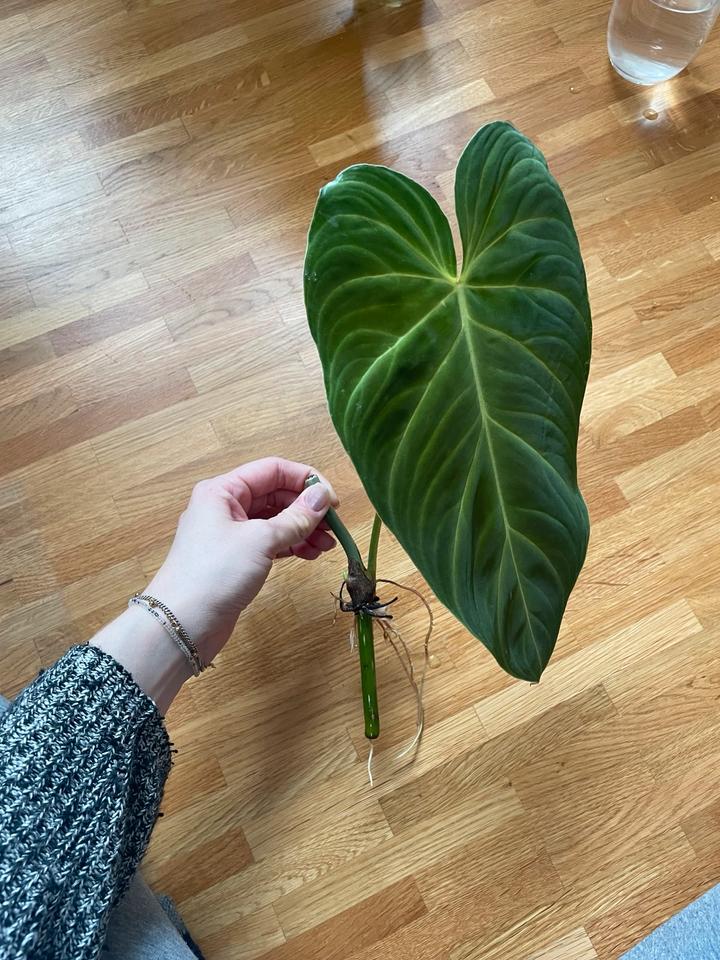 Stecklinge Philodendron Splendid (Melanochrysum x Verrucosum) in Griesheim