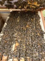 Bienenvolk - Carnica auf Dadant US - starkes Volk Bayern - Landshut Vorschau