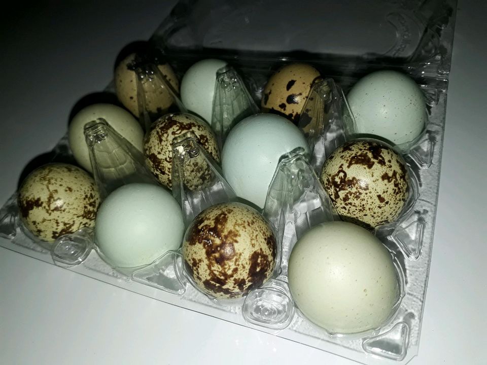 Wachtel Eier Speiseeier Wachteleier 12 Stk 2€ in Zwoenitz