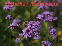 Pflanzen Stauden Blumen Kräuter winterhart aus Naturgarten Bayern - Stephanskirchen Vorschau