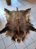 Wildschwein Fell Baden-Württemberg - Gottmadingen Vorschau