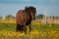 Minishetty, Kutschpony, Rappe, Wodan van de Zandhoven Schleswig-Holstein - Nordstrand Vorschau