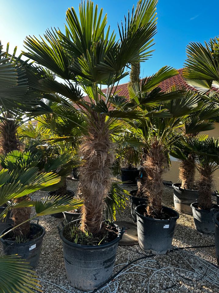 Hanfpalme Trachycarpus „Wagnerianus“, frosthart in Straußfurt