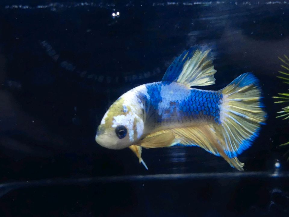 ⭐ Yellow Marble Betta Splendens Kampffisch Nano-Cube in Northeim