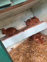 Verkaufe junge Kaninchen Nordrhein-Westfalen - Ochtrup Vorschau