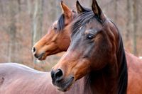 Zuverlässige Reitbeteiligung für 2 Araber gesucht Baden-Württemberg - Uhingen Vorschau