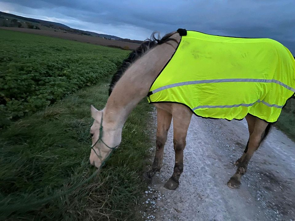 Hannoveraner x KDR Wallach Buckskin in Gleichen