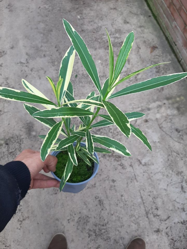 Nerium oleander 'Variegatum' - buntblättrig, mit rosa Blüten in Brögbern