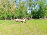 Pflegebeteiligung an einem Pony Nordrhein-Westfalen - Bad Sassendorf Vorschau