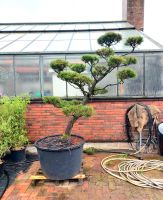 Bonsai Kiefer Pinus Gartenbonsai Formschnitt Niedersachsen - Wardenburg Vorschau