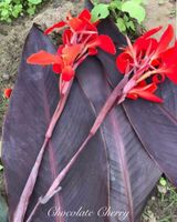 Canna Chocolate Cherry ( mehrere Austriebe ) Brandenburg - Ludwigsfelde Vorschau