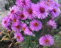 Herbstaster 'Rosa Perle' Aster novi belgii Staude winterhart Hessen - Liebenau Vorschau