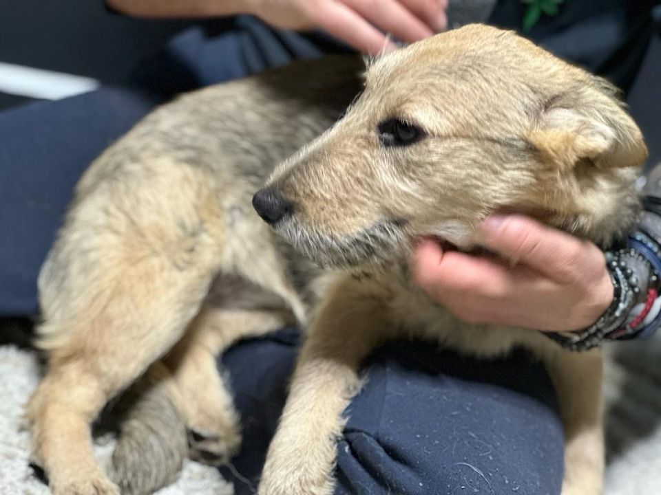 Junghund Franzi sucht ihr Zuhause in Gerlingen