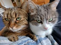 Zwei liebevolle Katzen suchen ein neues Zuhause Bayern - Lappersdorf Vorschau
