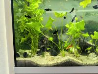 Guppy Babys und Black Molly Babys Bayern - Würzburg Vorschau